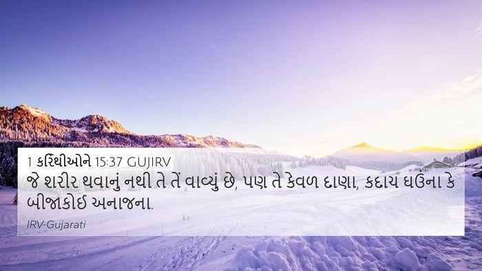 1 કરિંથીઓને 15:37 GUJIRV Bible Verse Image