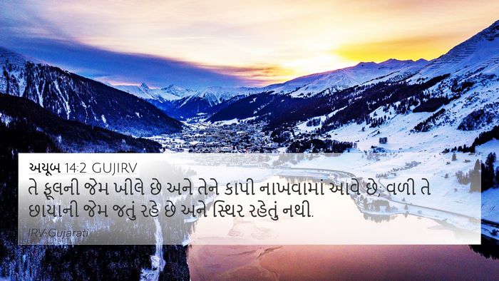 અયૂબ 14:2 GUJIRV Bible Verse Image