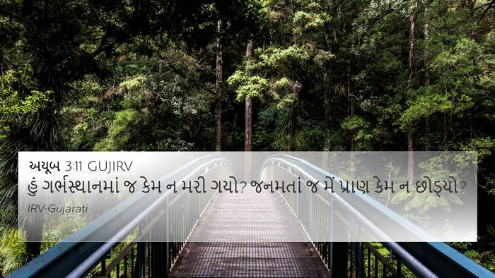 અયૂબ 3:11 GUJIRV Bible Verse Image