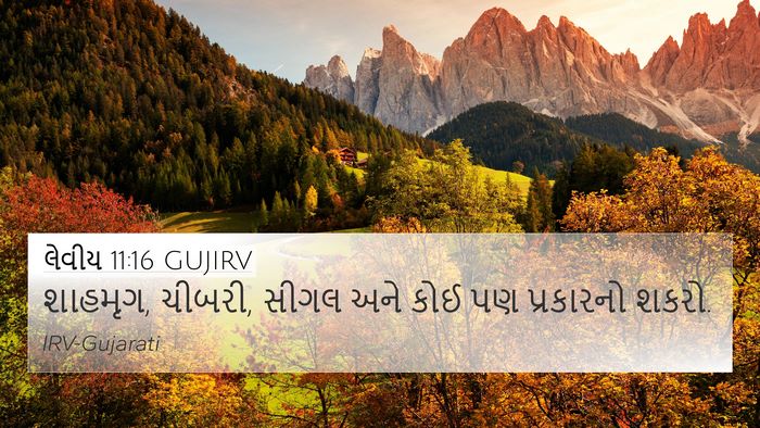 લેવીય 11:16 GUJIRV 4K Wallpaper - શાહમૃગ, ચીબરી, સીગલ - 4K Wallpaper Bible Verse