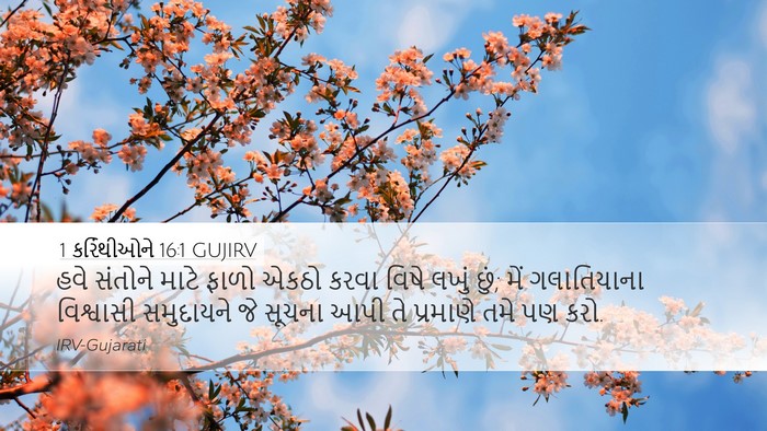 1 કરિંથીઓને 16:1 GUJIRV Bible Verse Image