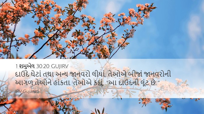 1 શમુએલ 30:20 GUJIRV Bible Verse Image