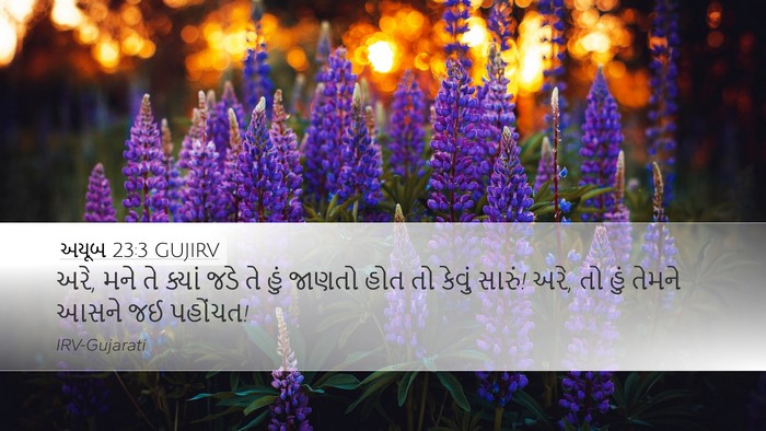 અયૂબ 23:3 GUJIRV Bible Verse Image