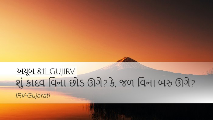 અયૂબ 8:11 GUJIRV Bible Verse Image