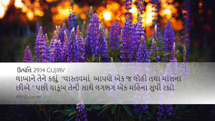 ઉત્પત્તિ 29:14 GUJIRV Bible Verse Image