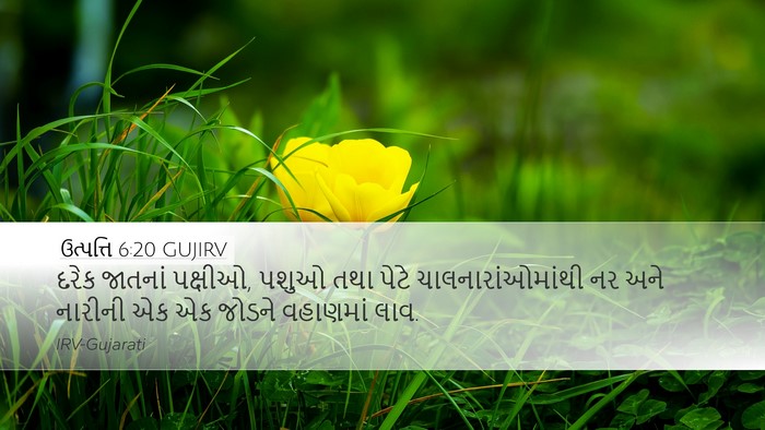 ઉત્પત્તિ 6:20 GUJIRV Bible Verse Image