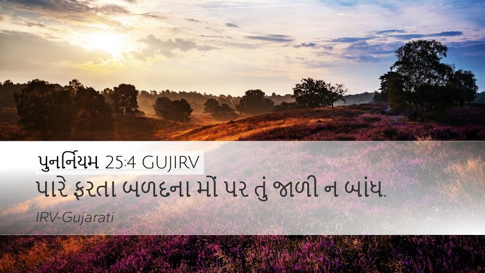 પુનર્નિયમ 25:4 GUJIRV Bible Verse Image