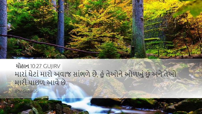યોહાન 10:27 GUJIRV Bible Verse Image