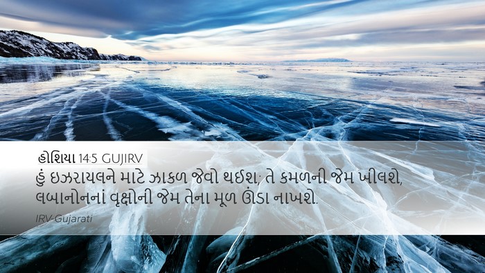 હોશિયા 14:5 GUJIRV Bible Verse Image