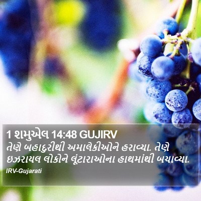 1 શમુએલ 14:48 GUJIRV Bible Verse Image