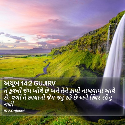અયૂબ 14:2 GUJIRV Bible Verse Image