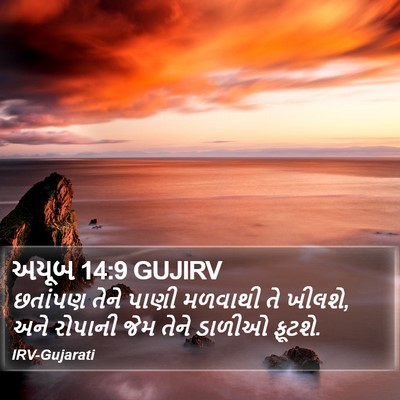 અયૂબ 14:9 GUJIRV Bible Verse Image