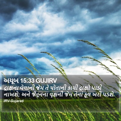 અયૂબ 15:33 GUJIRV Bible Verse Image