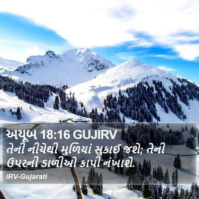 અયૂબ 18:16 GUJIRV Bible Verse Image