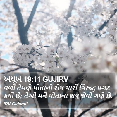 અયૂબ 19:11 GUJIRV Bible Verse Image