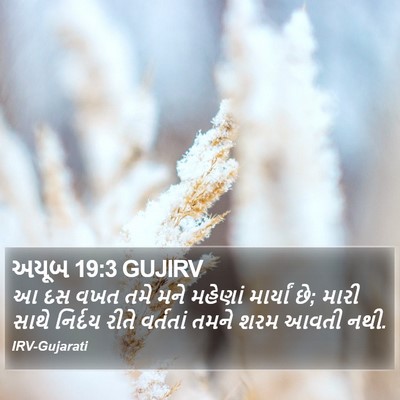 અયૂબ 19:3 GUJIRV Bible Verse Image