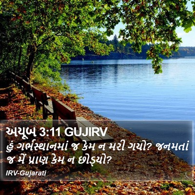 અયૂબ 3:11 GUJIRV Bible Verse Image