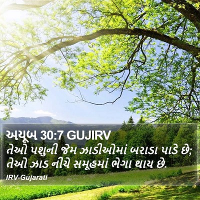અયૂબ 30:7 GUJIRV Bible Verse Image
