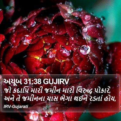 અયૂબ 31:38 GUJIRV Bible Verse Image