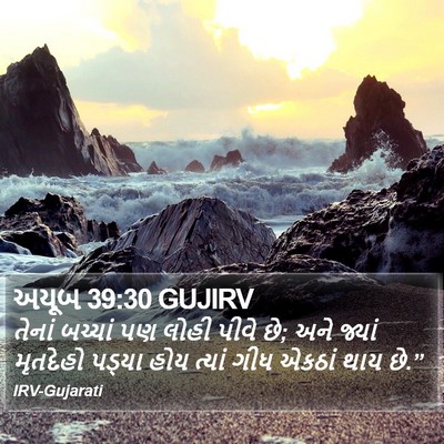 અયૂબ 39:30 GUJIRV Bible Verse Image
