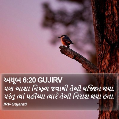 અયૂબ 6:20 GUJIRV Bible Verse Image