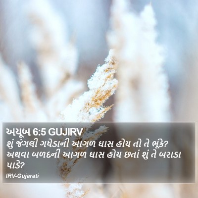અયૂબ 6:5 GUJIRV Bible Verse Image