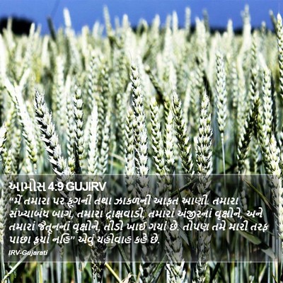 આમોસ 4:9 GUJIRV Bible Verse Image