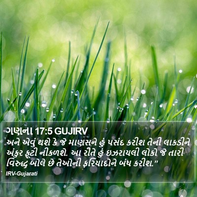 ગણના 17:5 GUJIRV Bible Verse Image