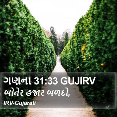 ગણના 31:33 GUJIRV Bible Verse Image