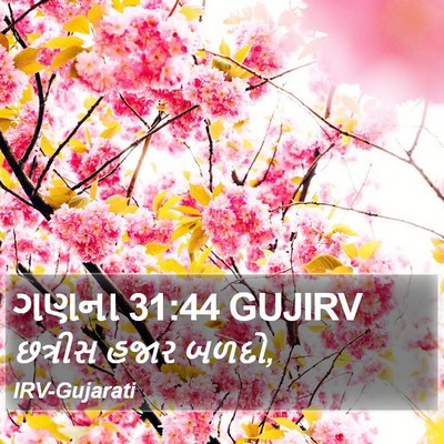 ગણના 31:44 GUJIRV Bible Verse Image