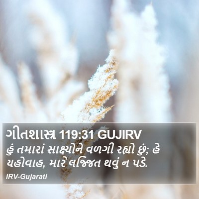 ગીતશાસ્ત્ર 119:31 GUJIRV Bible Verse Image