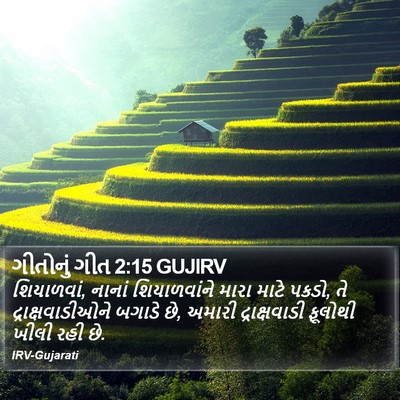 ગીતોનું ગીત 2:15 GUJIRV Bible Verse Image