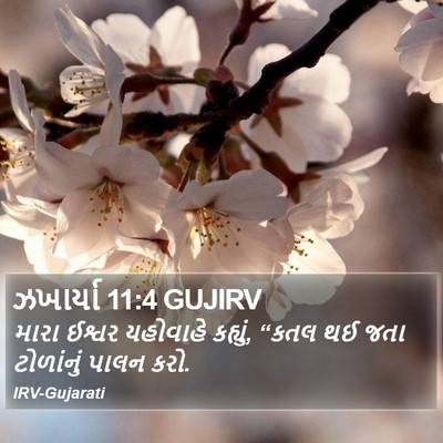 ઝખાર્યા 11:4 GUJIRV Bible Verse Image