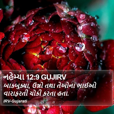 નહેમ્યા 12:9 GUJIRV Bible Verse Image