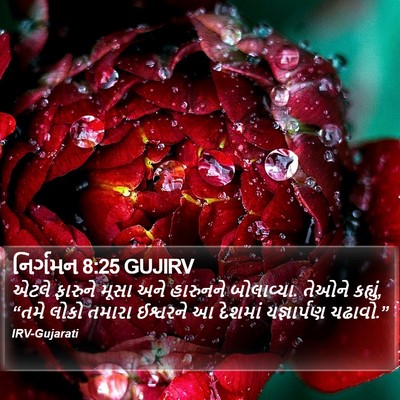 નિર્ગમન 8:25 GUJIRV Bible Verse Image