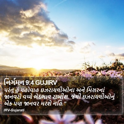નિર્ગમન 9:4 GUJIRV Bible Verse Image