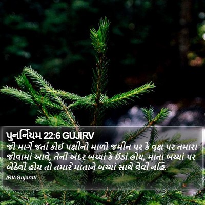 પુનર્નિયમ 22:6 GUJIRV Bible Verse Image