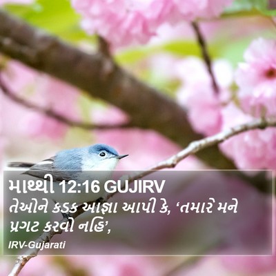 માથ્થી 12:16 GUJIRV Bible Verse Image