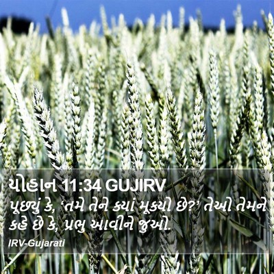 યોહાન 11:34 GUJIRV Bible Verse Image