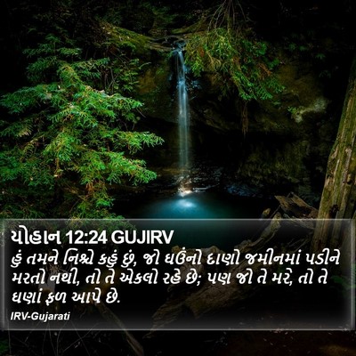 યોહાન 12:24 GUJIRV Bible Verse Image