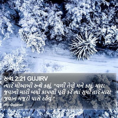 રૂથ 2:21 GUJIRV Bible Verse Image
