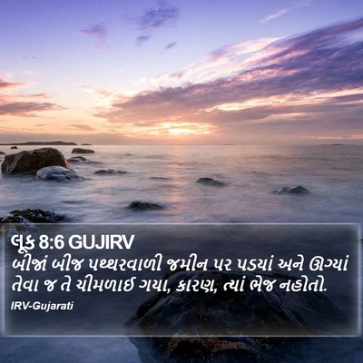 લૂક 8:6 GUJIRV Bible Verse Image