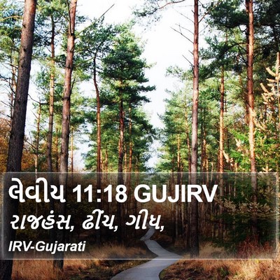 લેવીય 11:18 GUJIRV Bible Verse Image