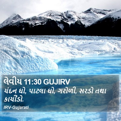 લેવીય 11:30 GUJIRV Bible Verse Image
