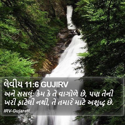 લેવીય 11:6 GUJIRV Bible Verse Image