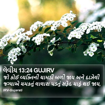 લેવીય 13:24 GUJIRV Bible Verse Image