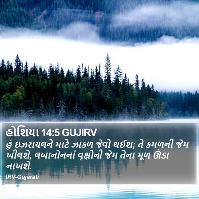 હોશિયા 14:5 GUJIRV Bible Verse Image