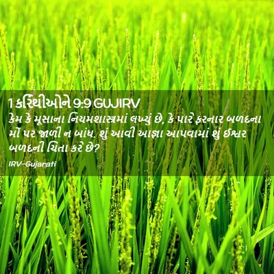 Picture 02 - 1 કરિંથીઓને 9:9 GUJIRV - કેમ કે મૂસાના - Bible Verse Picture