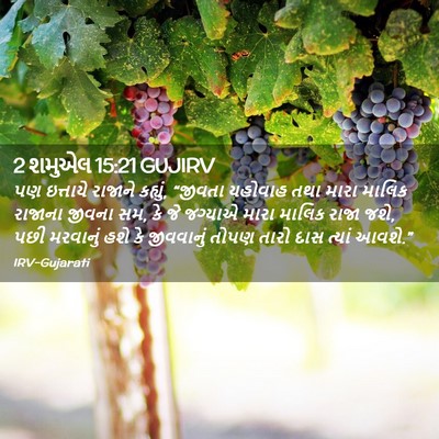 Picture 02 - 2 શમુએલ 15:21 GUJIRV - પણ ઇત્તાયે રાજાને - Bible Verse Picture