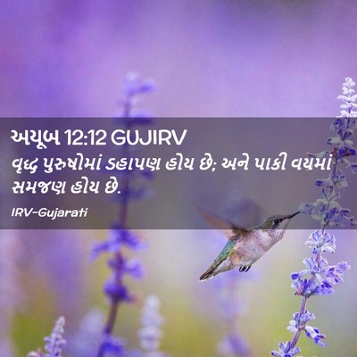 Picture 02 - અયૂબ 12:12 GUJIRV - વૃદ્ધ પુરુષોમાં - Bible Verse Picture